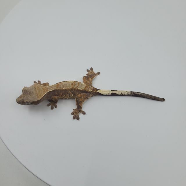 카푸치노