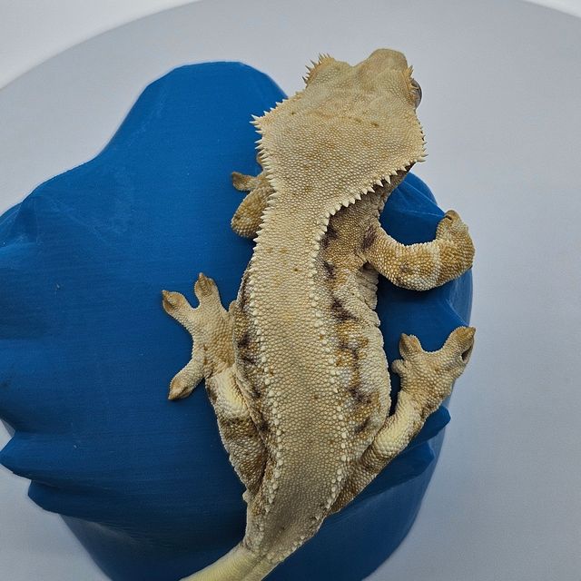 솔리드백 릴리화이트