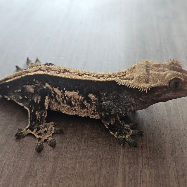 오닉스 핀스트라이프 엠티백