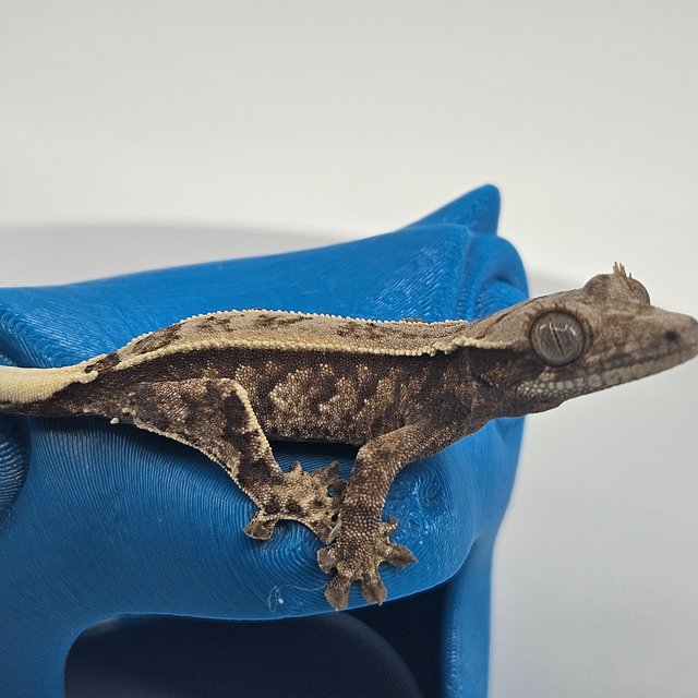 화이트핀 카푸치노