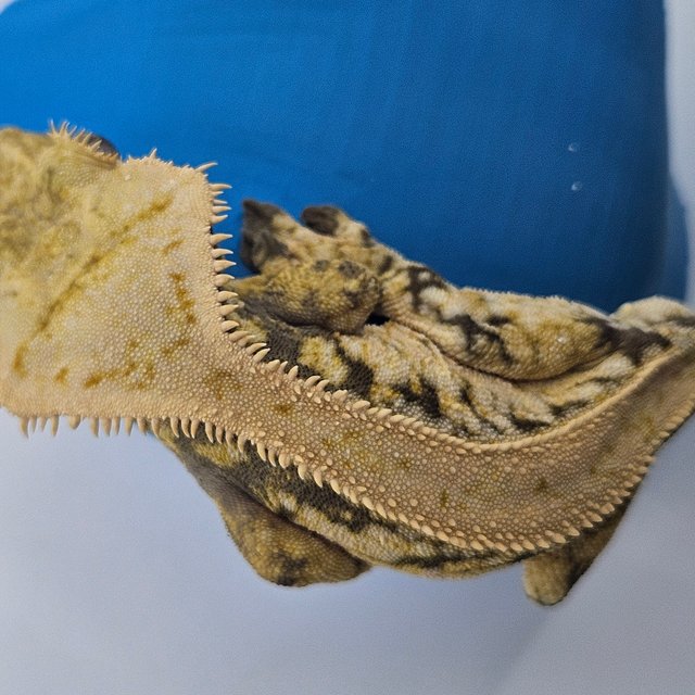 드리피 화이트스팟 트라이 익스트림할리퀸