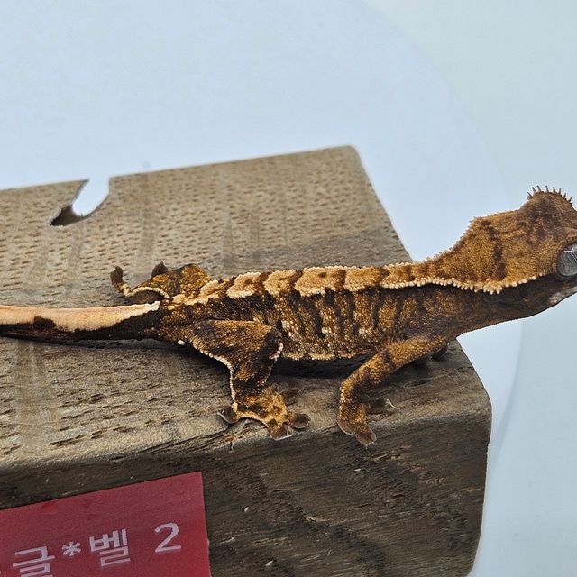 바브 텐저린 트라이 익스트림할리퀸