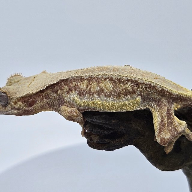 솔리드백 릴리화이트