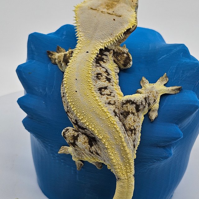 솔리드백 릴리화이트