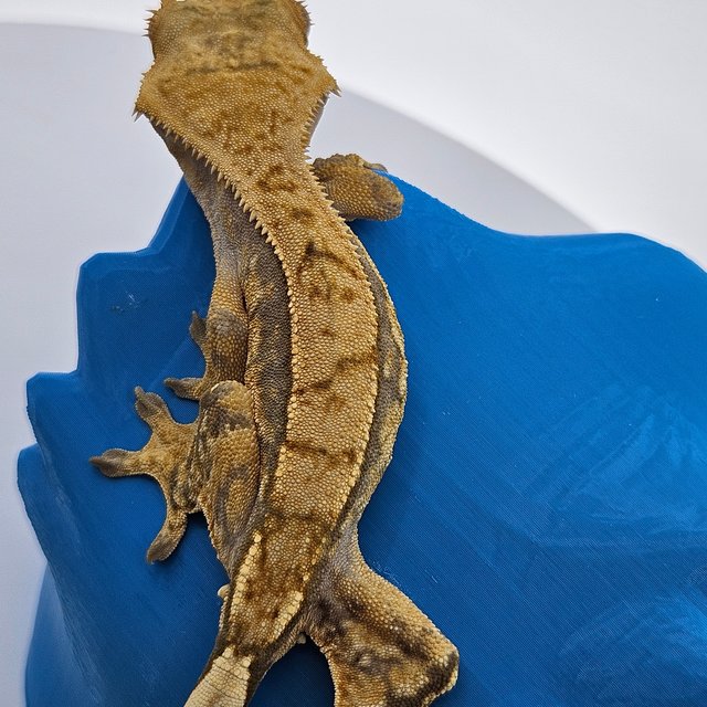 트라이 익스트림할리퀸