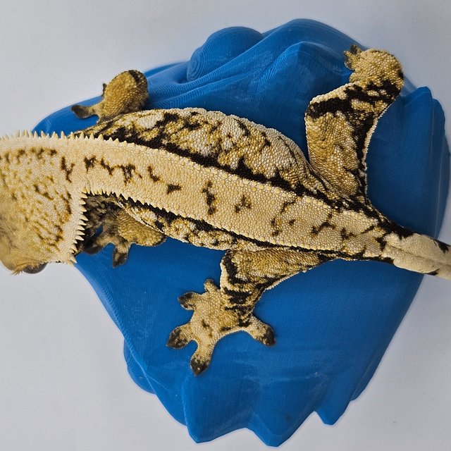 핀스트라이프 트라이 익스트림할리퀸 드리피 화이트스팟