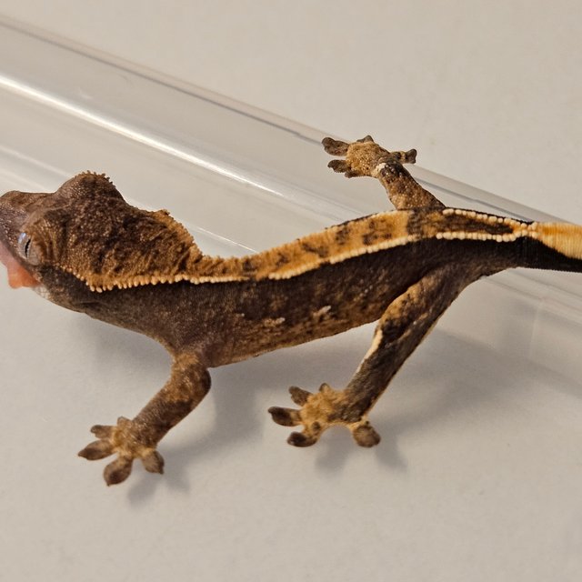 핀스트라이프 트라이 익스트림할리퀸