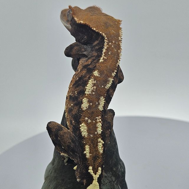 트라이 카푸치노