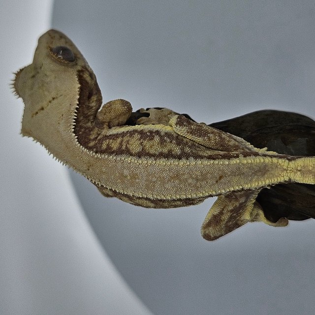 솔리드백 릴리화이트