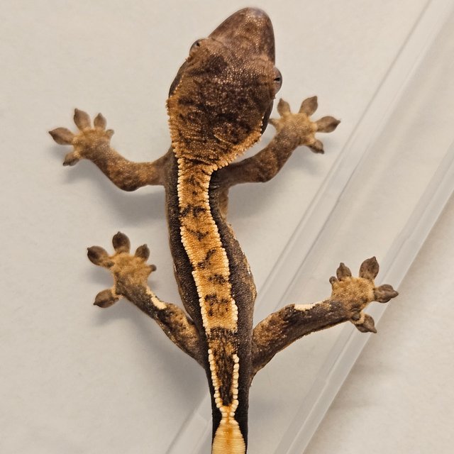 핀스트라이프 트라이 익스트림할리퀸