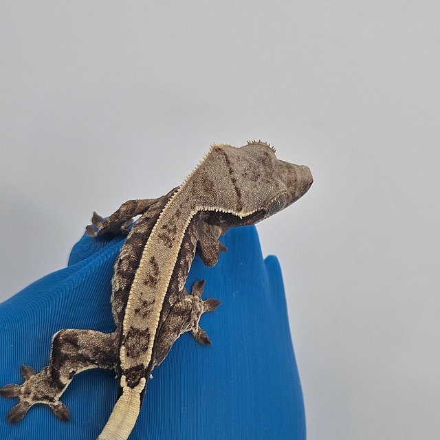 화이트핀 카푸치노