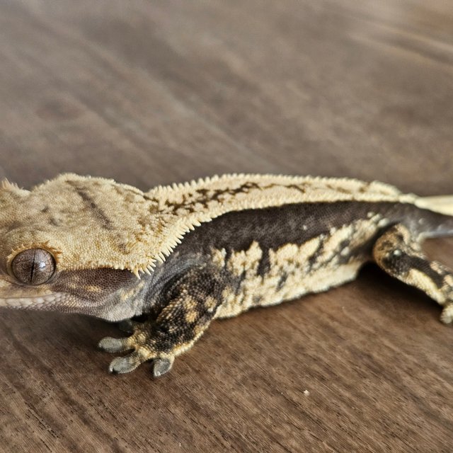 오닉스 핀스트라이프 엠티백