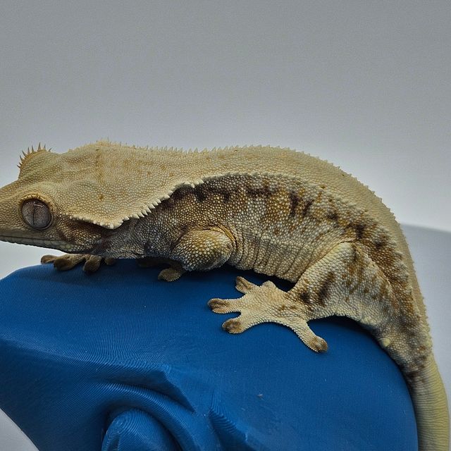 솔리드백 릴리화이트