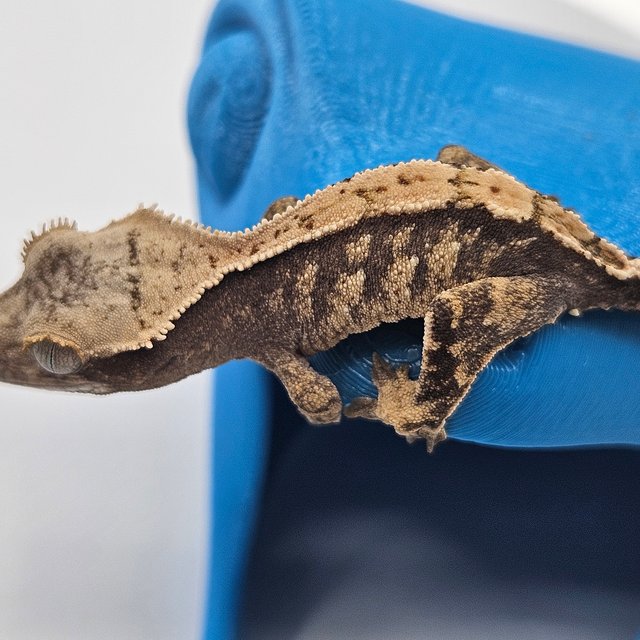 트라이 익스트림할리퀸