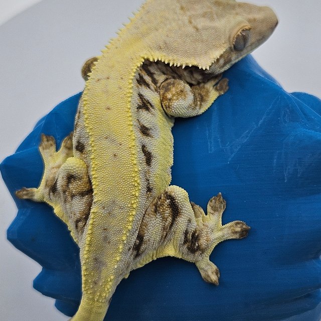 솔리드백 릴리화이트