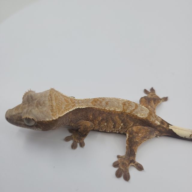 카푸치노