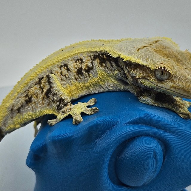 솔리드백 릴리화이트