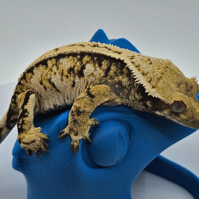 핀스트라이프 트라이 익스트림할리퀸 드리피 화이트스팟