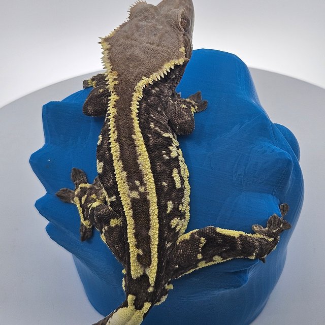 화이트핀 카푸치노