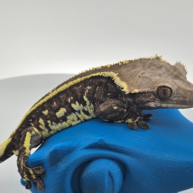 화이트핀 카푸치노