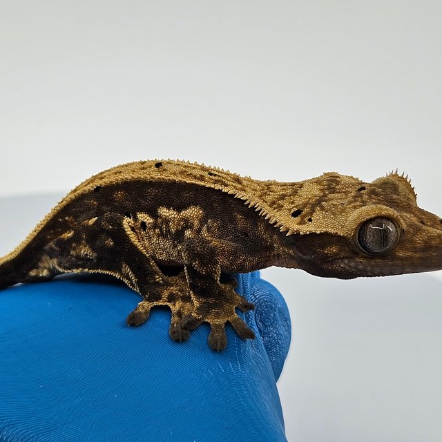 오닉스 핀스트라이프 엠티백