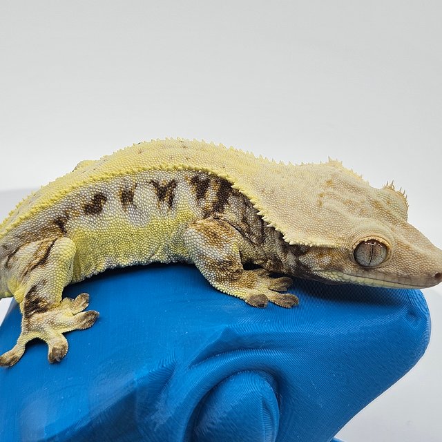 솔리드백 릴리화이트