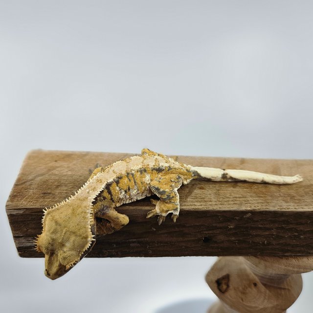 바브 트라이 익스트림할리퀸 드리피 화이트스팟