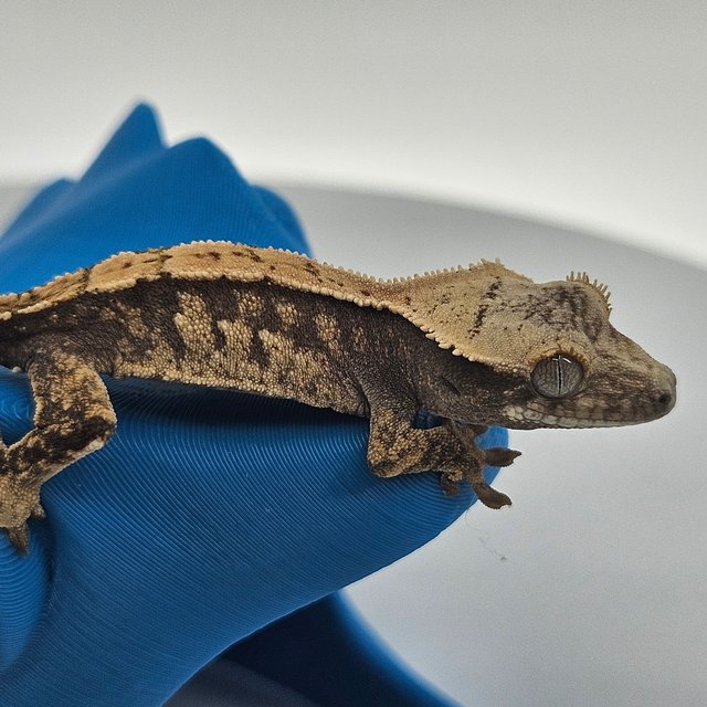 트라이 익스트림할리퀸