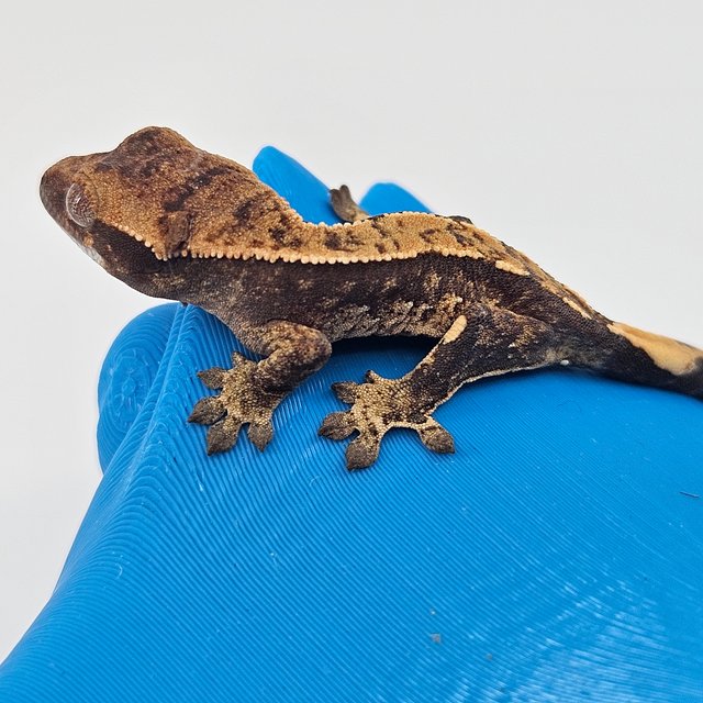 트라이 익스트림할리퀸 쿼드