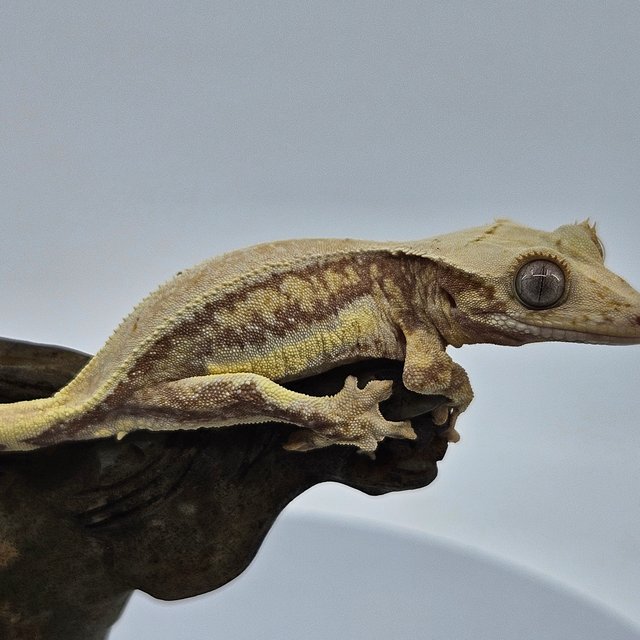 솔리드백 릴리화이트