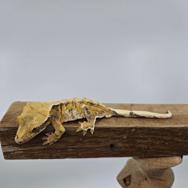 바브 트라이 익스트림할리퀸 드리피 화이트스팟