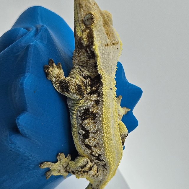 솔리드백 릴리화이트