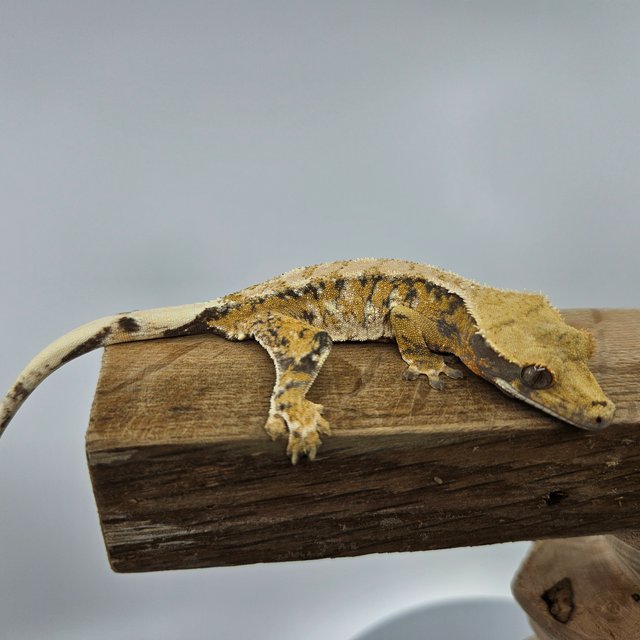 바브 트라이 익스트림할리퀸 드리피 화이트스팟