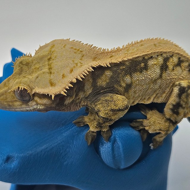 드리피 화이트스팟 트라이 익스트림할리퀸