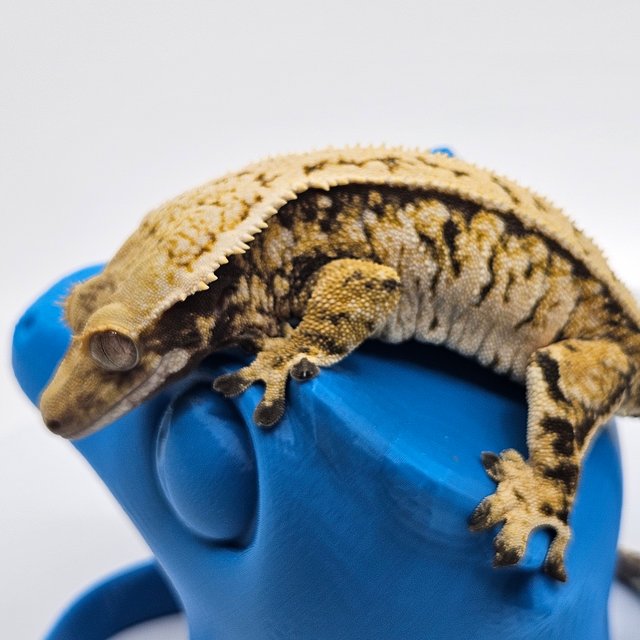 핀스트라이프 트라이 익스트림할리퀸 드리피 화이트스팟