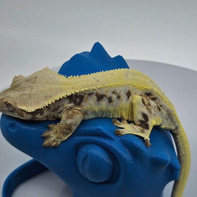 솔리드백 릴리화이트