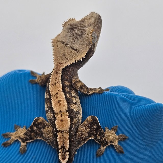 트라이 익스트림할리퀸