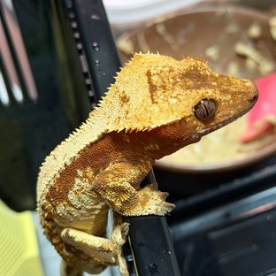 레드 트라이 익스트림할리퀸