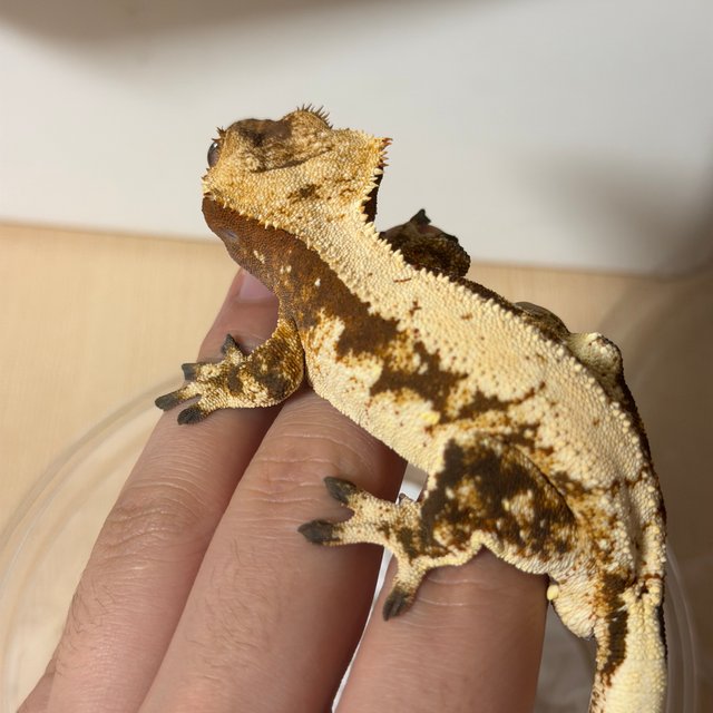 레드 트라이 익스트림할리퀸