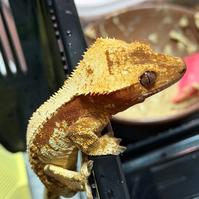 레드 트라이 익스트림할리퀸