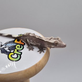 아잔틱