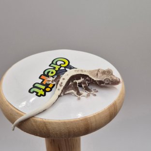 릴잔틱