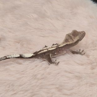 아잔틱