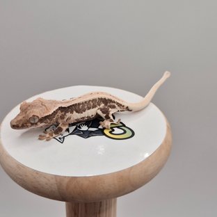 릴리100%헷아잔틱 풀핀