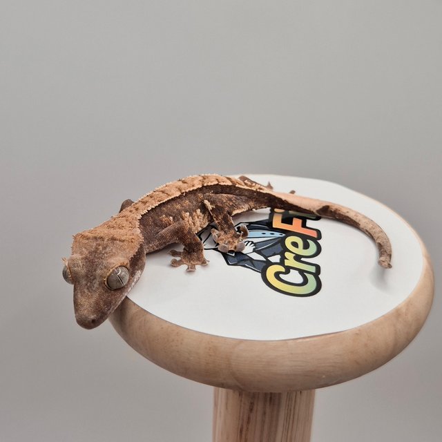 노멀 익스트림할리퀸 화이트스팟 트라이