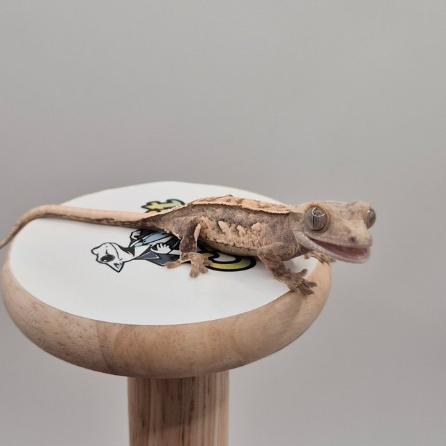 노멀 화이트스팟