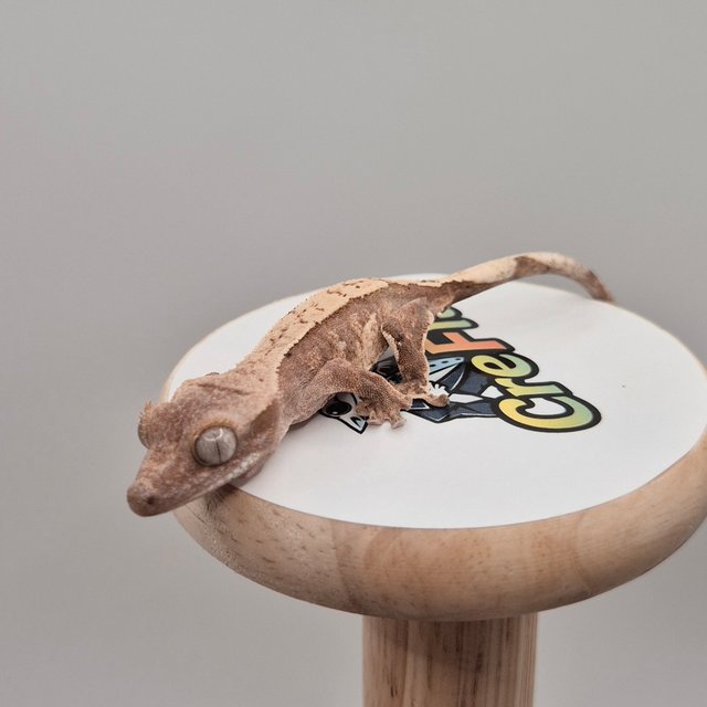 노멀 익스트림할리퀸