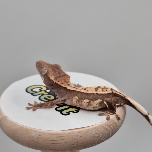 노멀 화이트스팟