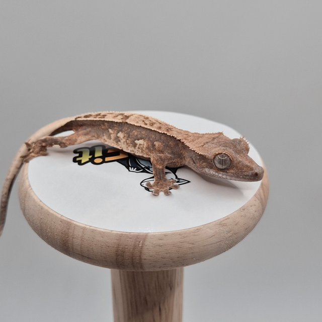 노멀 화이트스팟 익스트림할리퀸 트라이