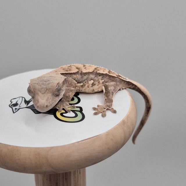 노멀 화이트스팟